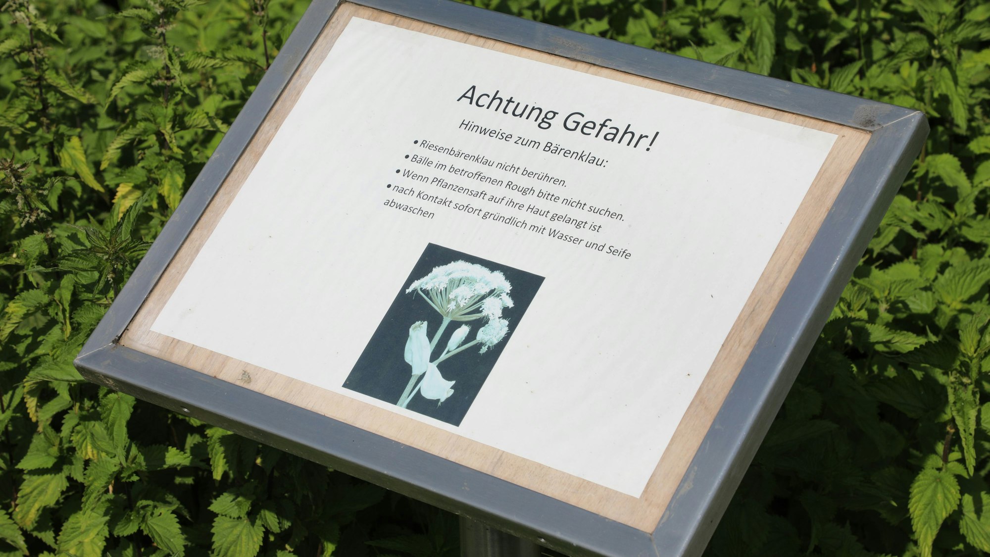Eine Warntafel weist auf die Gefahr durch Riesenbärenklau hin.