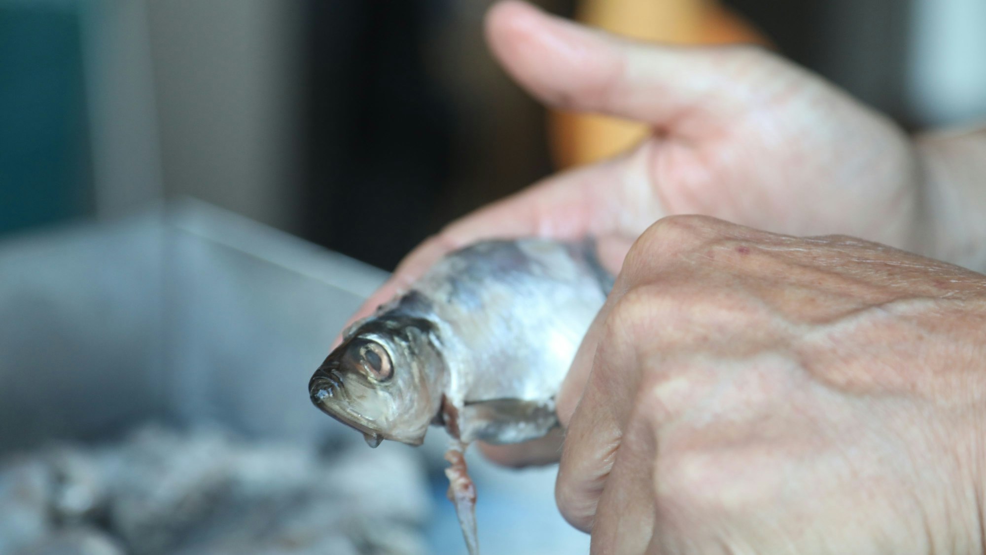 Für den Abend muss der Fisch erst vorbereitet werden. (Archivbild)