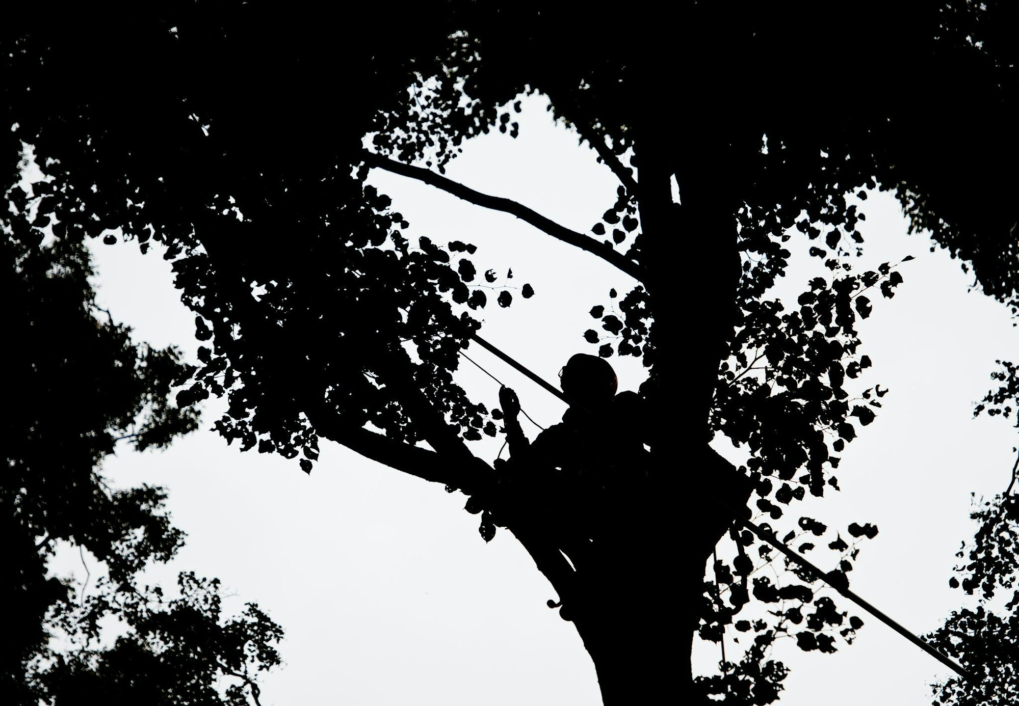 Die Baumblüte lässt eine reiche Samenernte erwarten. Im Sommer kommen voraussichtlich wieder Zapfenpflücker zum Einsatz. (Archivbild)