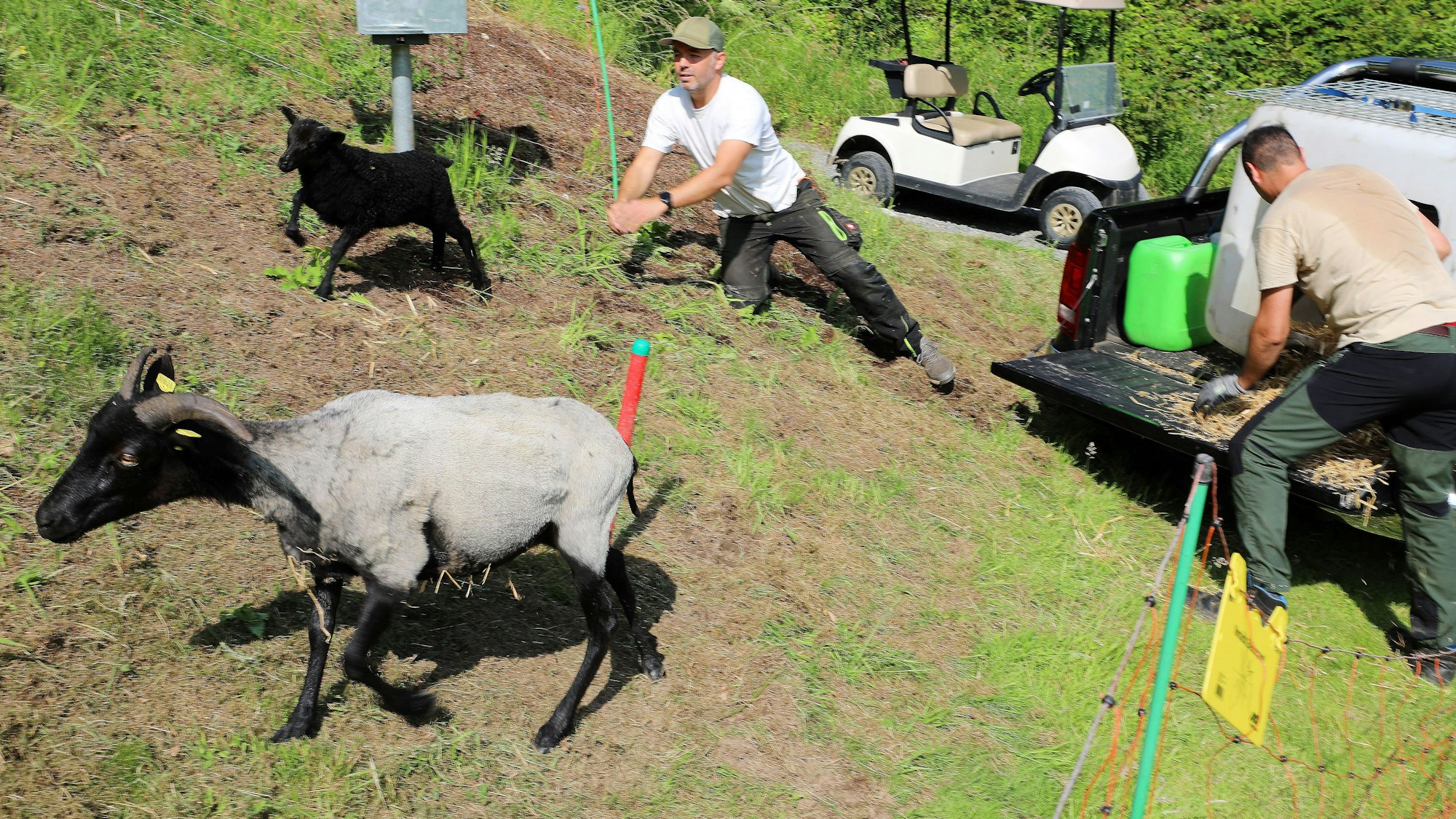 Agrar-Ingenieur Jost Kamps (r.) und Simon Marks lassen die Grau Gehörnten Heidschnucken auf ihre neue Weide.