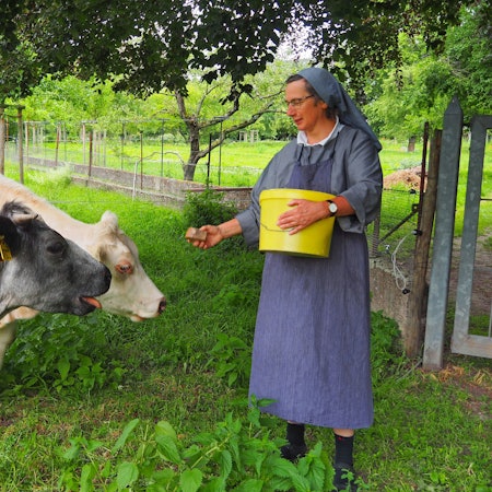Eine Frau in blauer Schwesterntracht füttert zwei Kühe aus einem gelben Eimer, den sie im Arm hält.