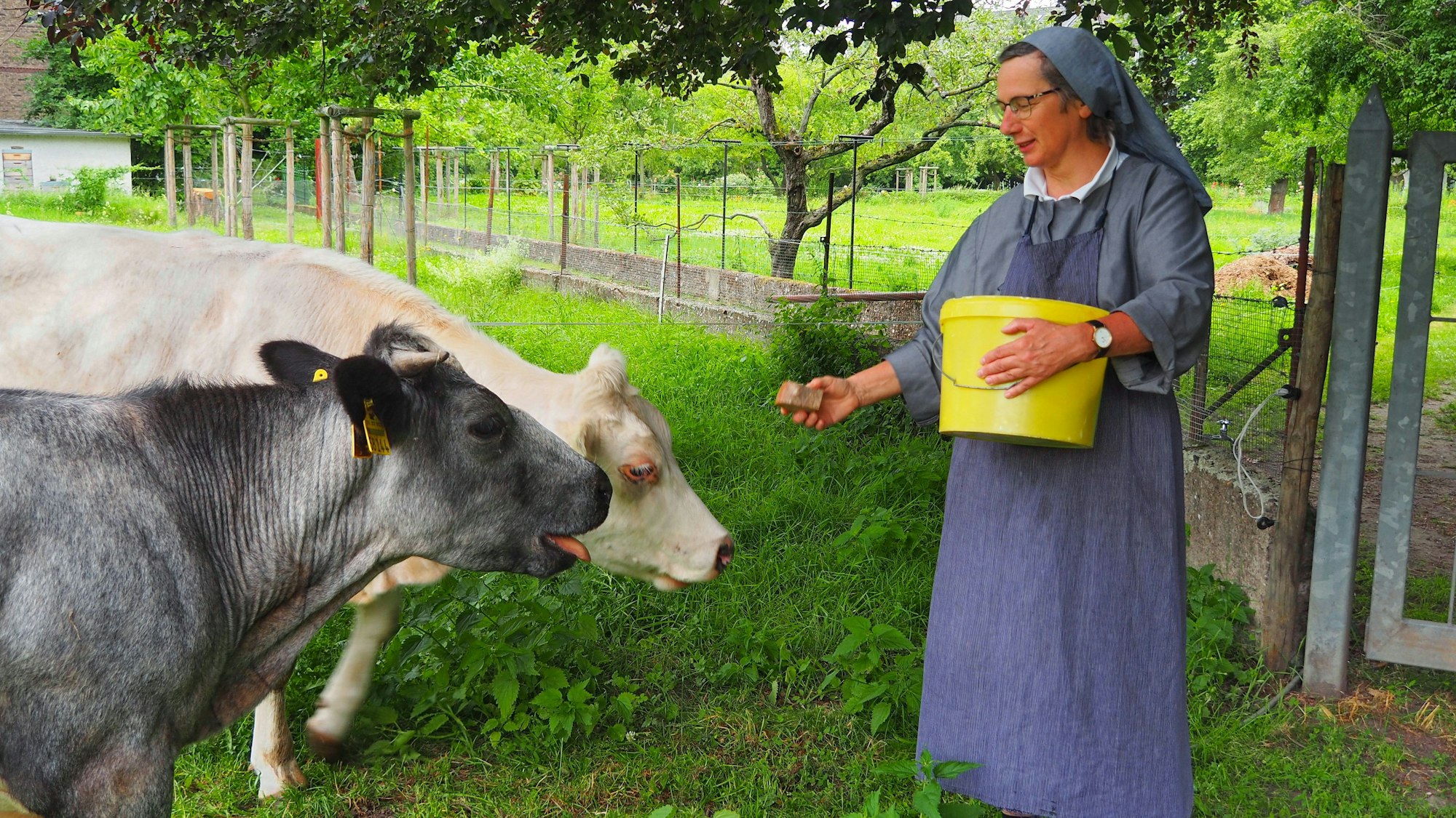 Eine Frau in blauer Schwesterntracht füttert zwei Kühe aus einem gelben Eimer, den sie im Arm hält.