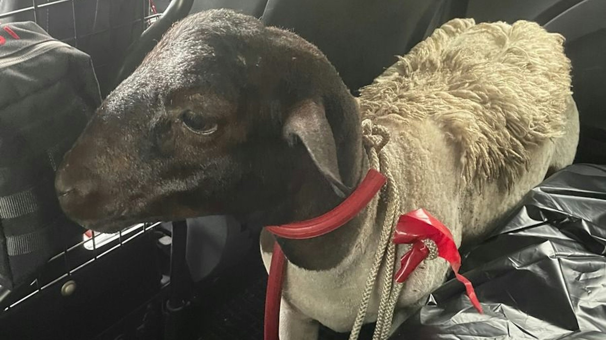Ein orientierungsloses Schaf wurde auf der Autobahn gefunden.
