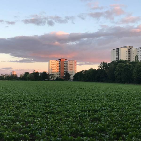 Blick auf ein Gelände an der Straße „Im Falkenhorst“ in Porz.