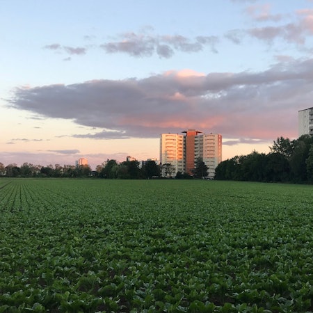 Blick auf ein Gelände an der Straße „Im Falkenhorst“ in Porz.