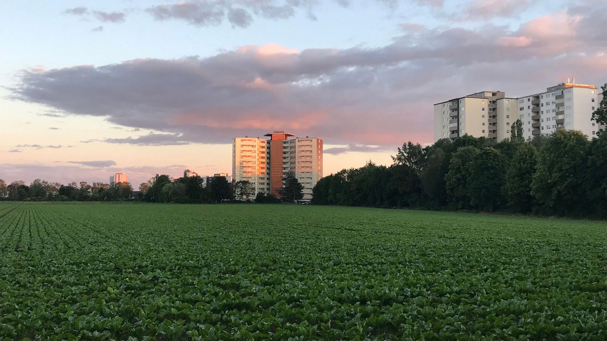 Blick auf ein Gelände an der Straße „Im Falkenhorst“ in Porz.
