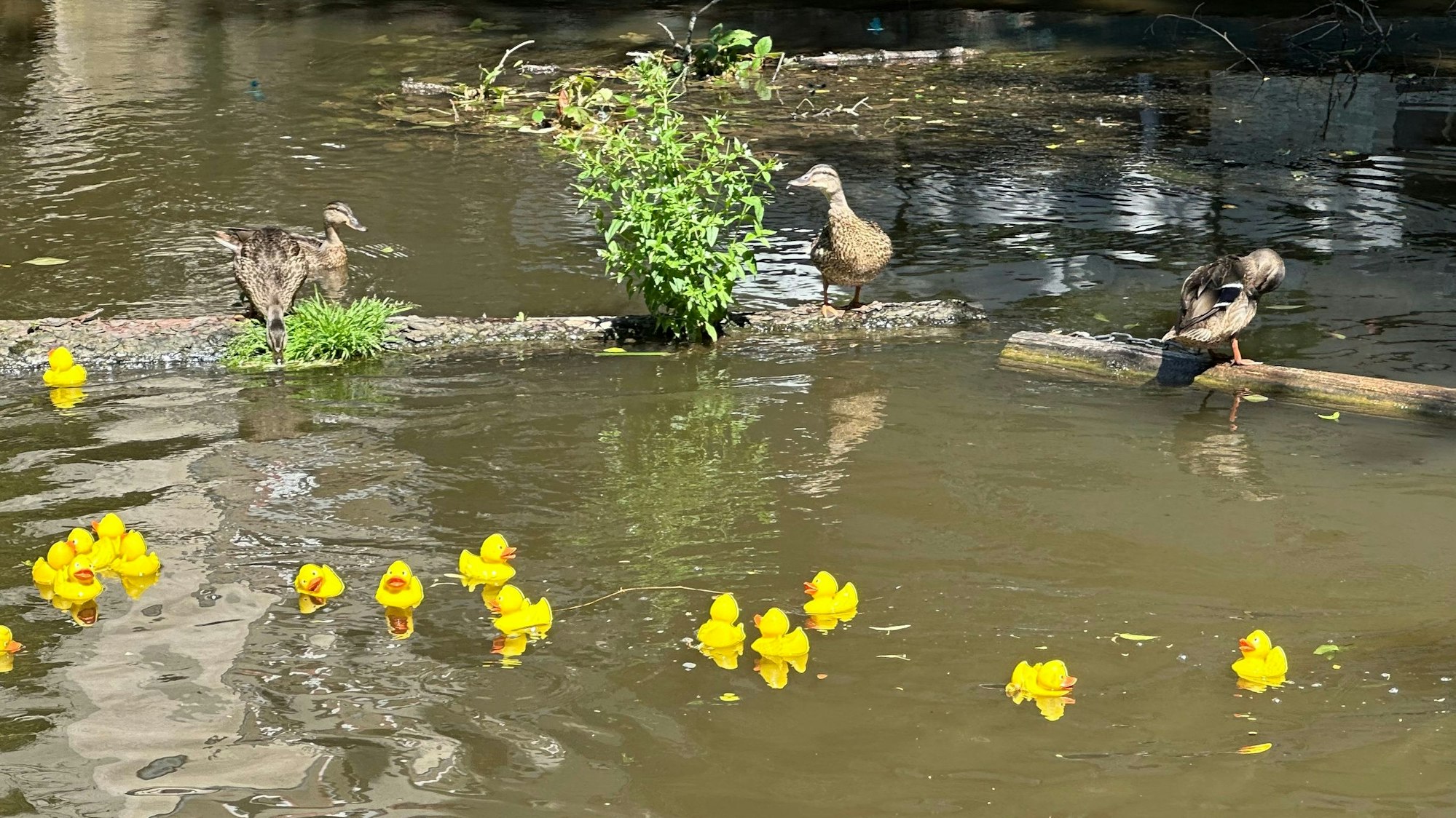 Drei Enten scheinen interessiert mehrere gelbe Gummienten zu beobachten, die neben ihnen schwimmen.