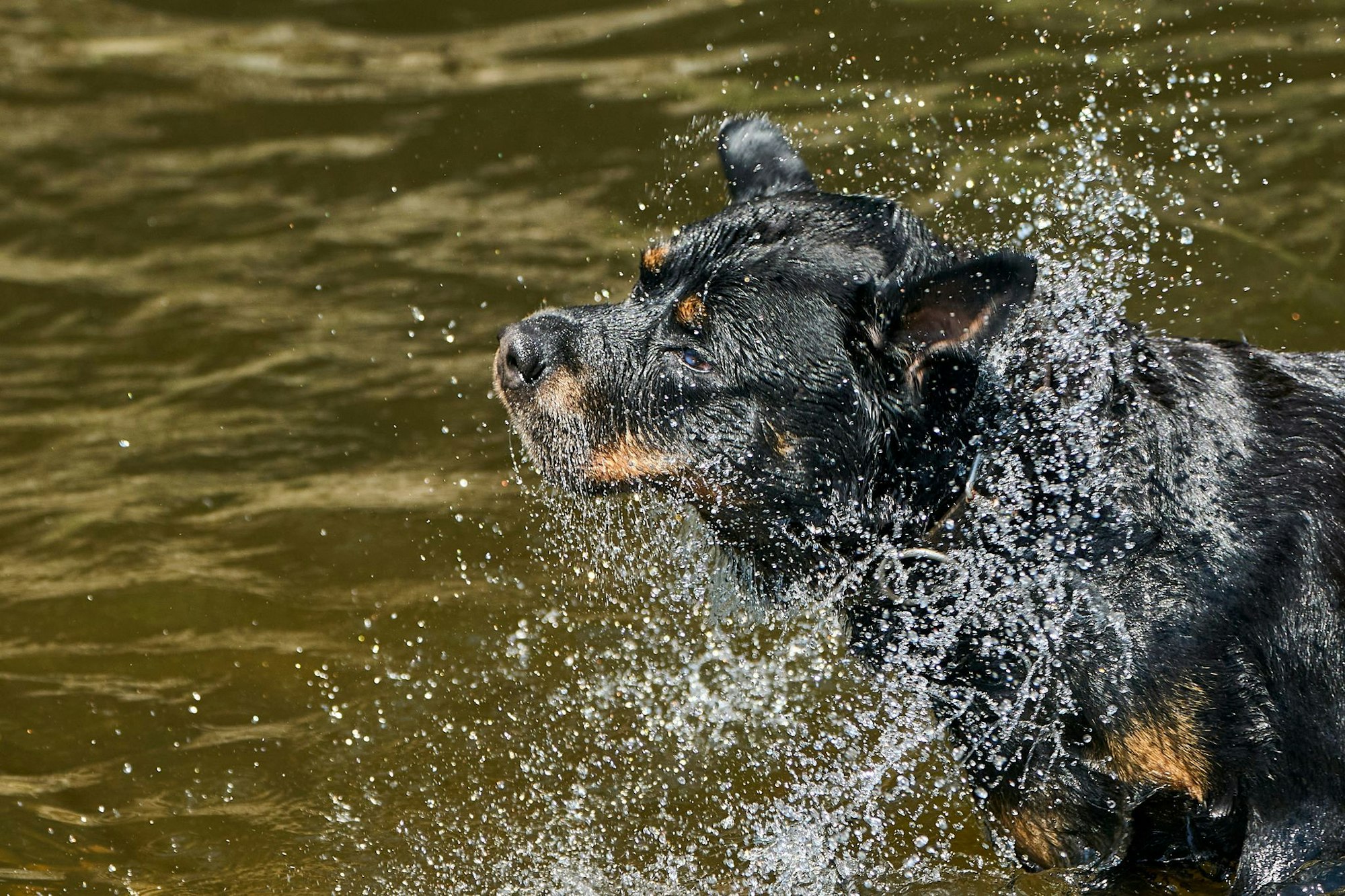 Ein Hund kühlt sich in einem Fluss ab. In NRW soll es am Mittwoch 39 Grad heiß werden.