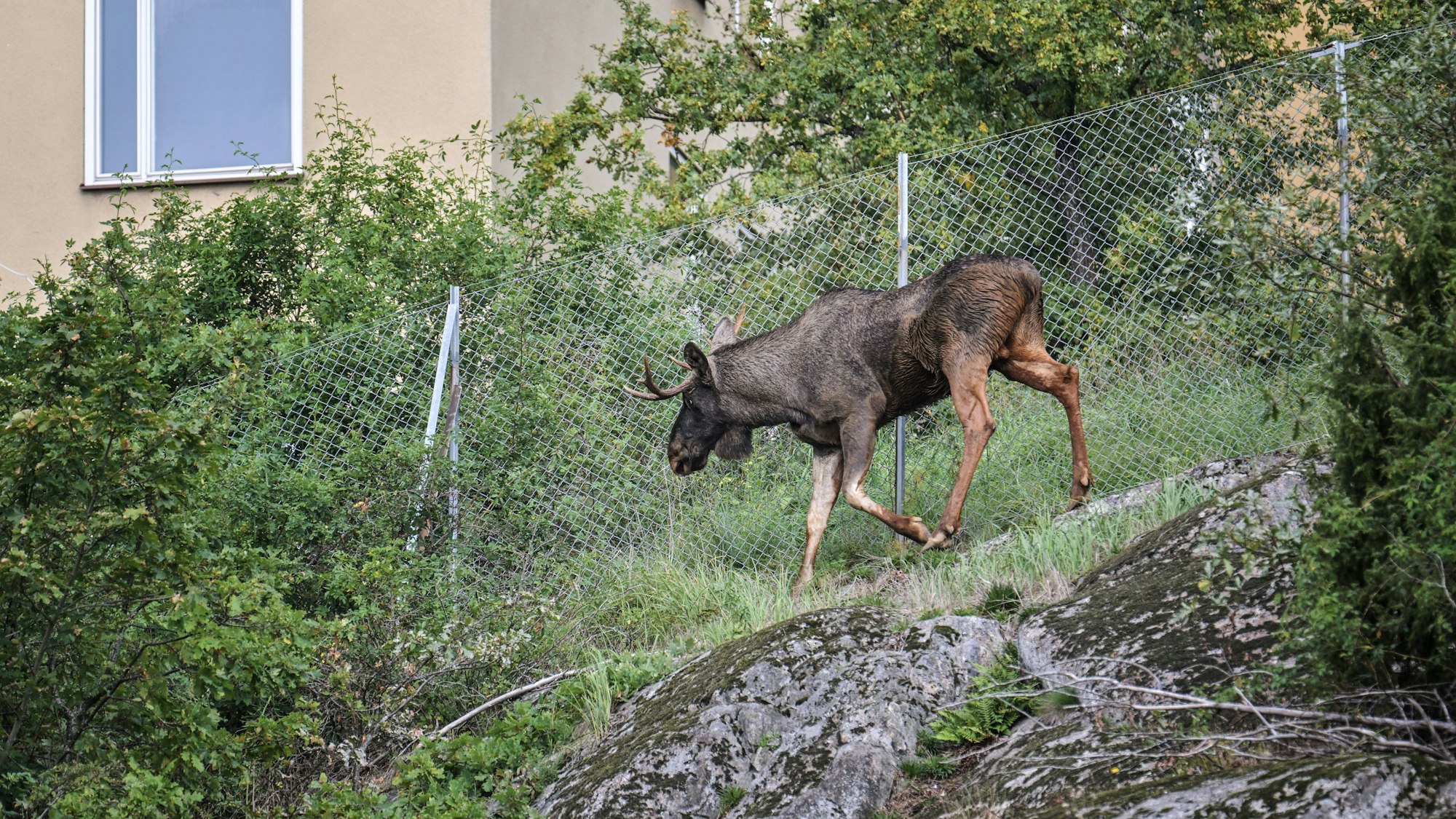 STOCKHOLM 2023-09-27 En älg har tagit sig in i tunnelbanetunneln mellan Varberg och Varby gard i Stockholm. Tunnelbanetrafiken mellan stationerna har stoppats. STOCKHOLM SVERIGE SOI x3510x *** STOCKHOLM 2023 09 27 A moose has entered the subway tunnel between Varberg and Varby gard in Stockholm Subway traffic between the stations has been stopped STOCKHOLM SWEDEN SOI x3510x PUBLICATIONxNOTxINxDENxNORxSWExFIN Copyright: xMagnusxHallgren/DN/TTx ÄLG PA PA VÄG NER PA TUNNELBANESPAR