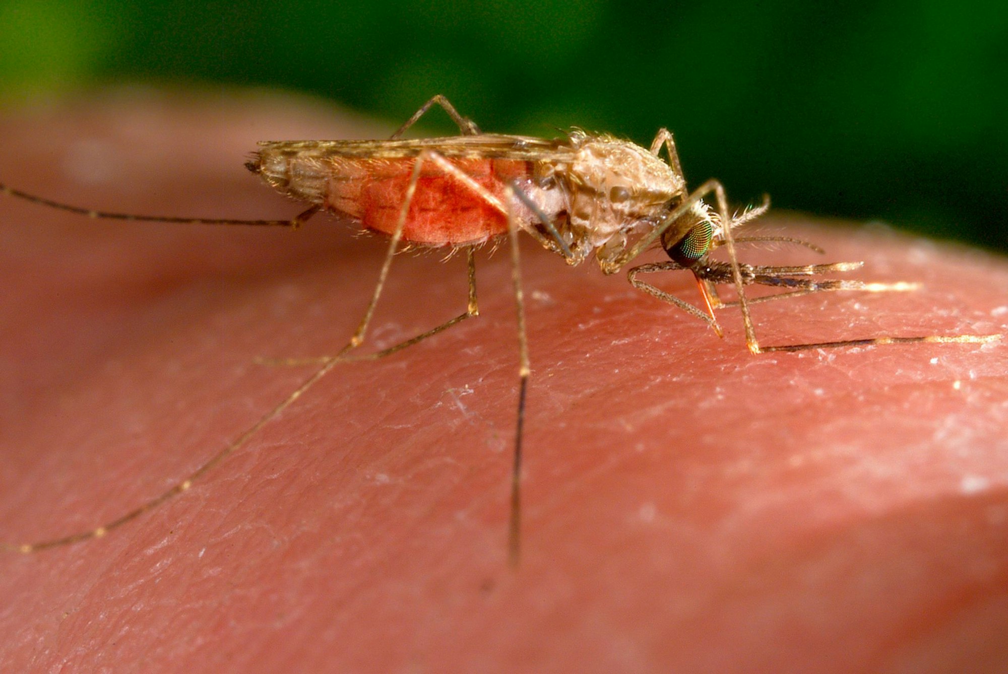 Malaria wird von Mücken übertragen.