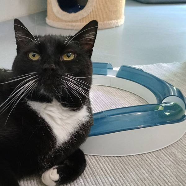 Das Bild zeigt einen Kater in der Obhut des Tierheims in Bergheim.