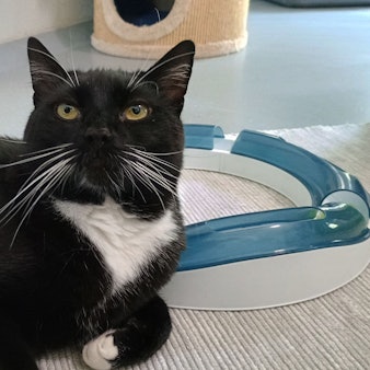 Das Bild zeigt einen Kater in der Obhut des Tierheims in Bergheim.