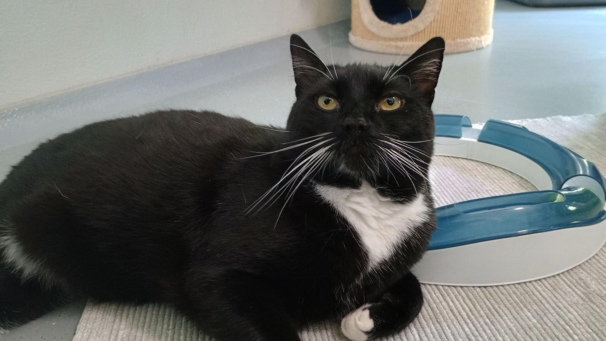Das Bild zeigt einen Kater in der Obhut des Tierheims in Bergheim.