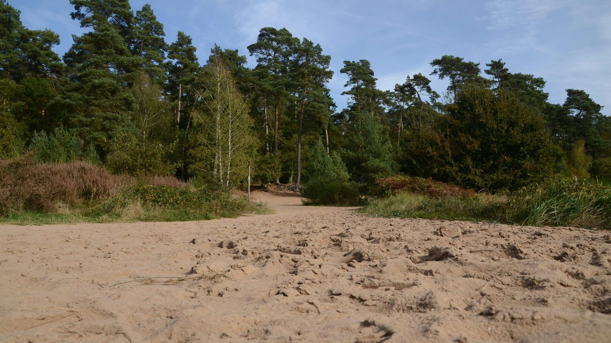 Das Bild zeigt die Wahner Heide. Foto: Dieter Krantz.