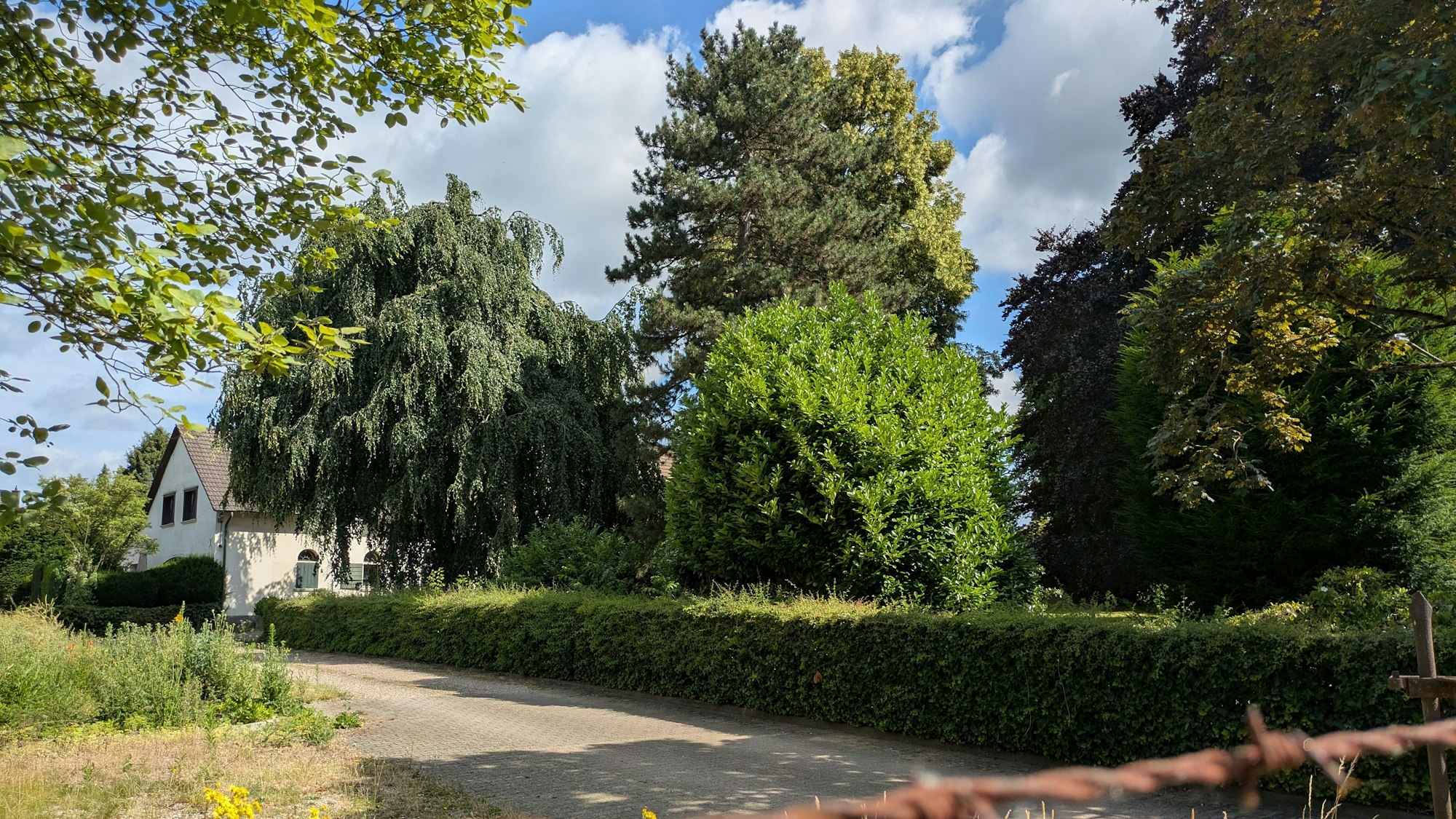 Alte Bäume stehen vor einem Haus.