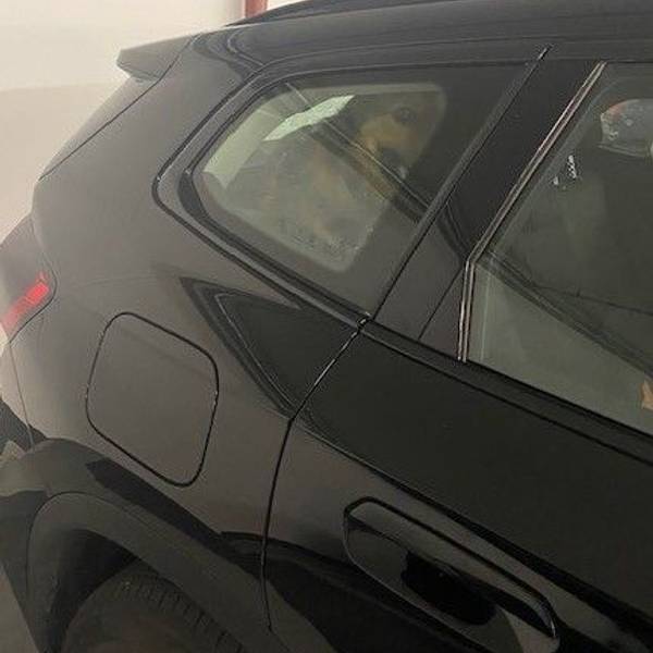 Die Feuerwehr hat am Samstag (28.6.) in einem Parkhaus in Köln einen erschöpften Hund aus einem überhitzten Auto befreit.