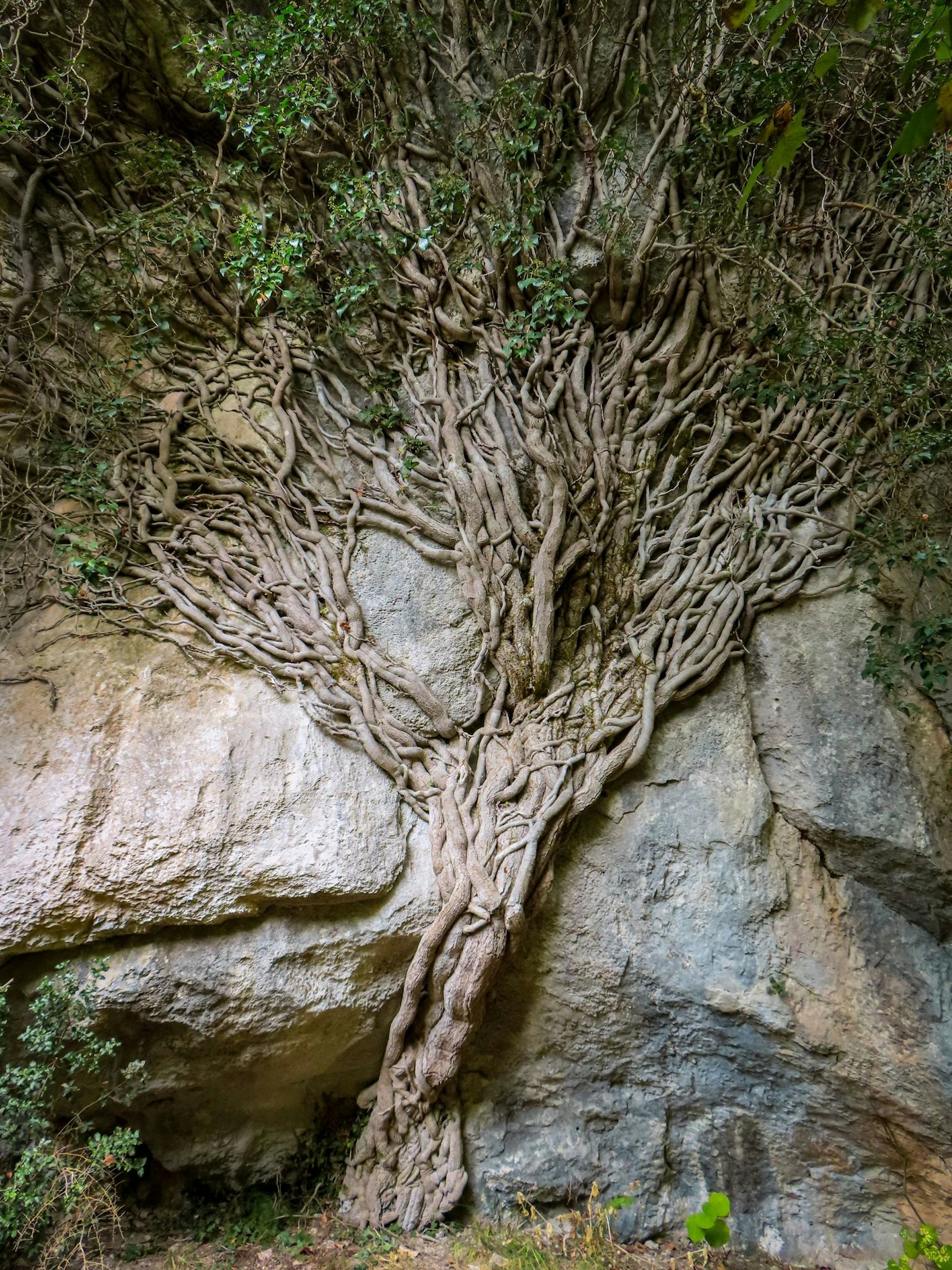 Unerwartetes Naturkunstwerk am Wegesrand: Efeu an einer Felswand.