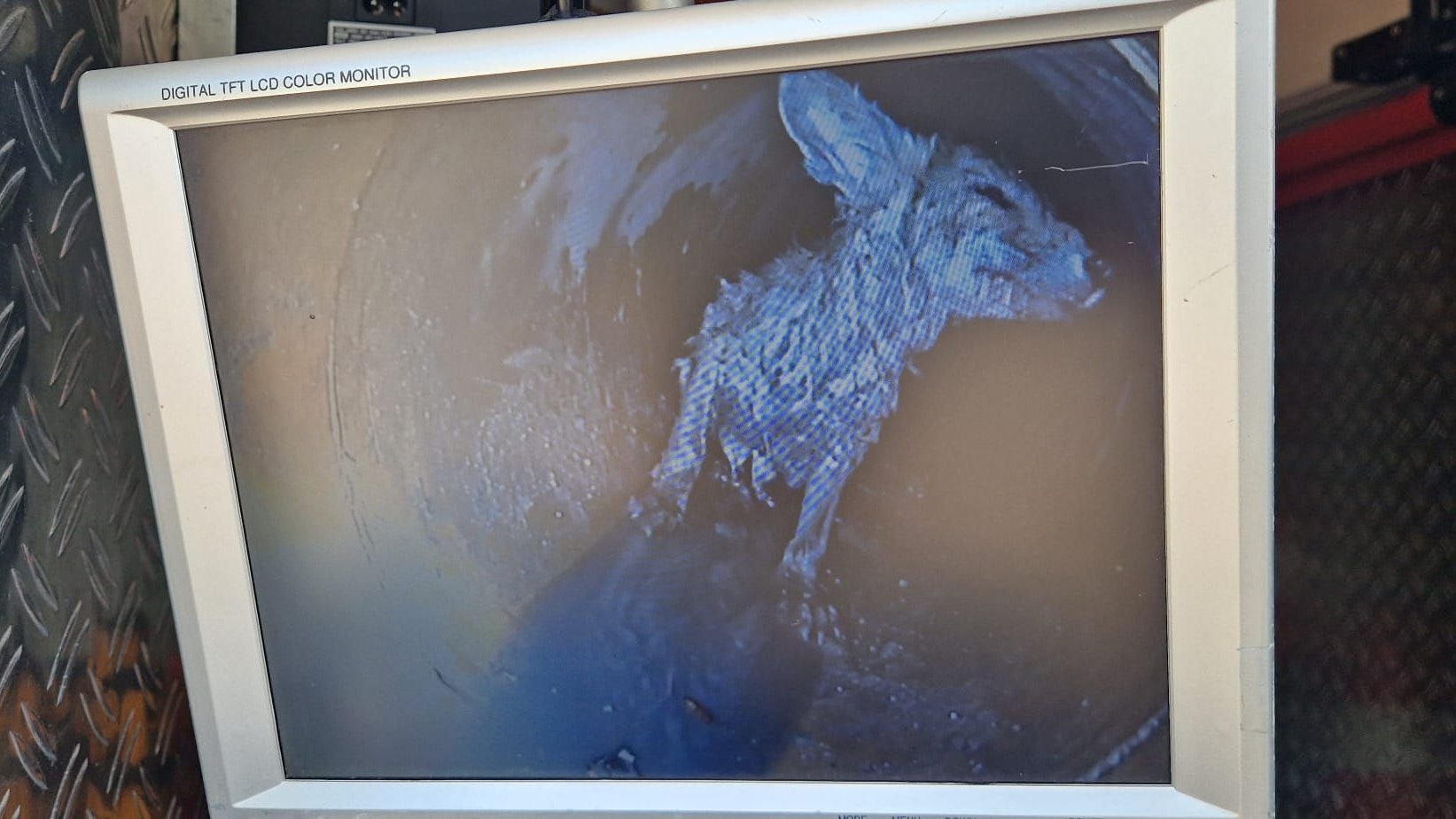 Erst bei der Analyse der Aufnahmen aus dem Kanal wurde klar, dass es sich bei dem zweiten Tier überhaupt nicht um einen Hund handelte.