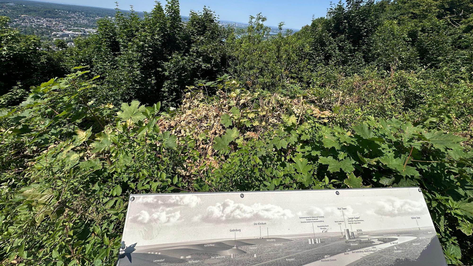 Wichtige Sichtachsen auf dem Drachenfels sind zugewachsen. Hier ist der Blick vom Besucherplateau aus in Richtung Bonn und Köln.
