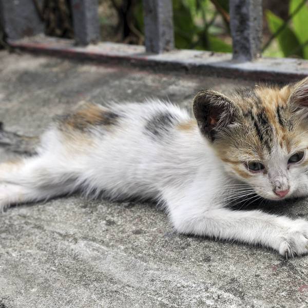 Eine stark unterernährte junge Katze (Symbolbild): Das Tierheim Köln-Dellbrück nahm zahlreiche Kitten in Obhut.