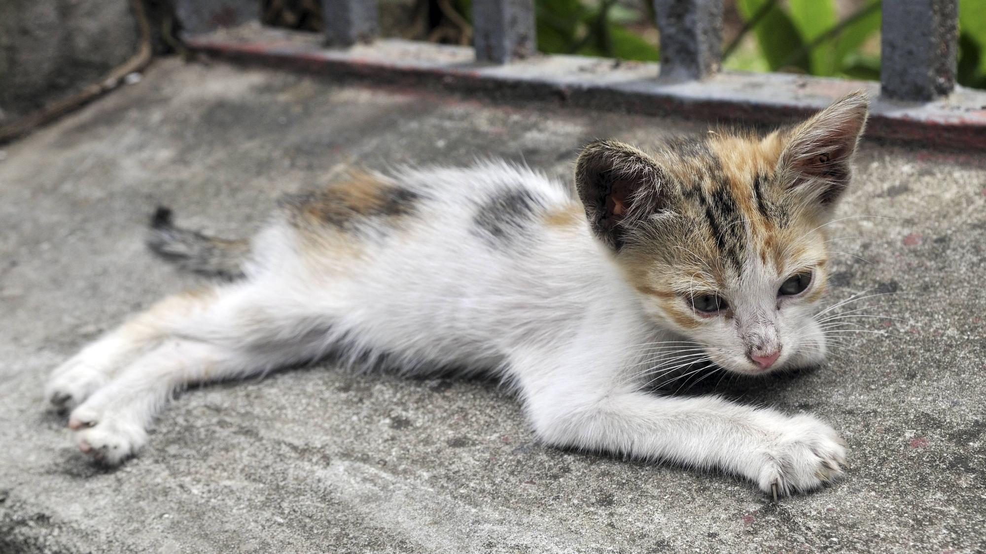 Eine stark unterernährte junge Katze (Symbolbild): Das Tierheim Köln-Dellbrück nahm zahlreiche Kitten in Obhut.