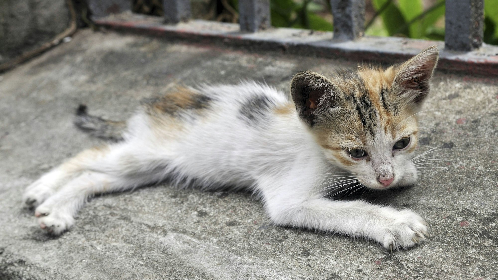 Eine stark unterernährte junge Katze (Symbolbild): Das Tierheim Köln-Dellbrück nahm zahlreiche Kitten in Obhut.