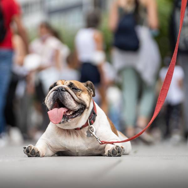 Eine Englische Bulldogge liegt bäuchlings und hechelnd auf dem Pflaster. Das heiße Wetter macht auch den Tieren zu schaffen.