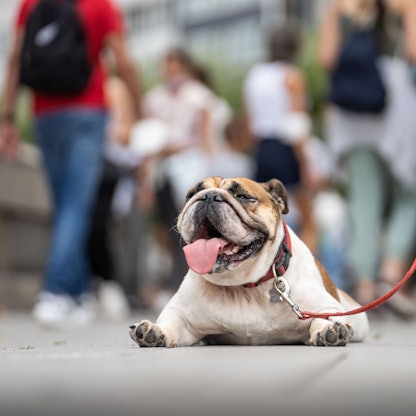 Eine Englische Bulldogge liegt bäuchlings und hechelnd auf dem Pflaster. Das heiße Wetter macht auch den Tieren zu schaffen.