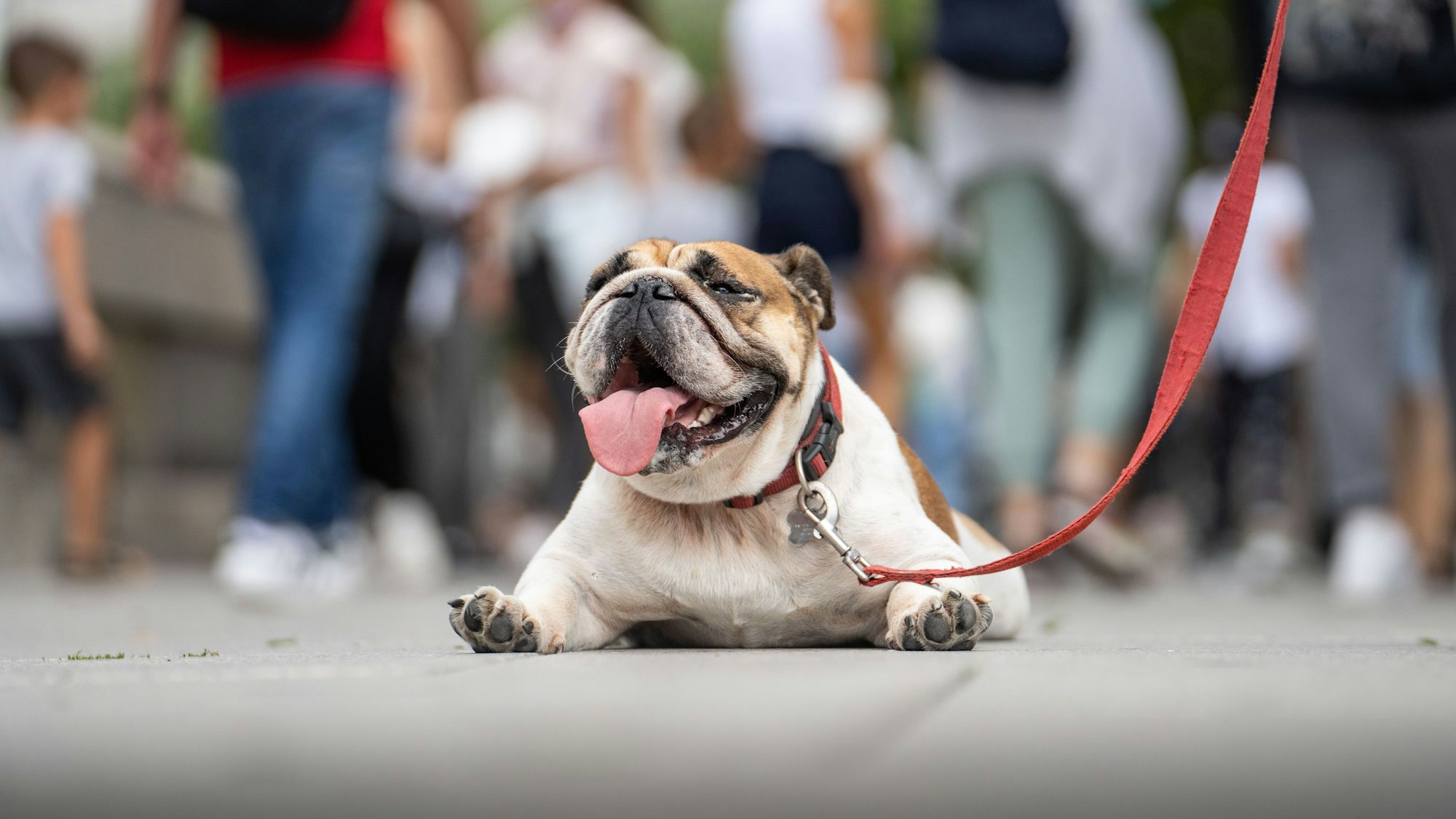 Eine Englische Bulldogge liegt bäuchlings und hechelnd auf dem Pflaster. Das heiße Wetter macht auch den Tieren zu schaffen.