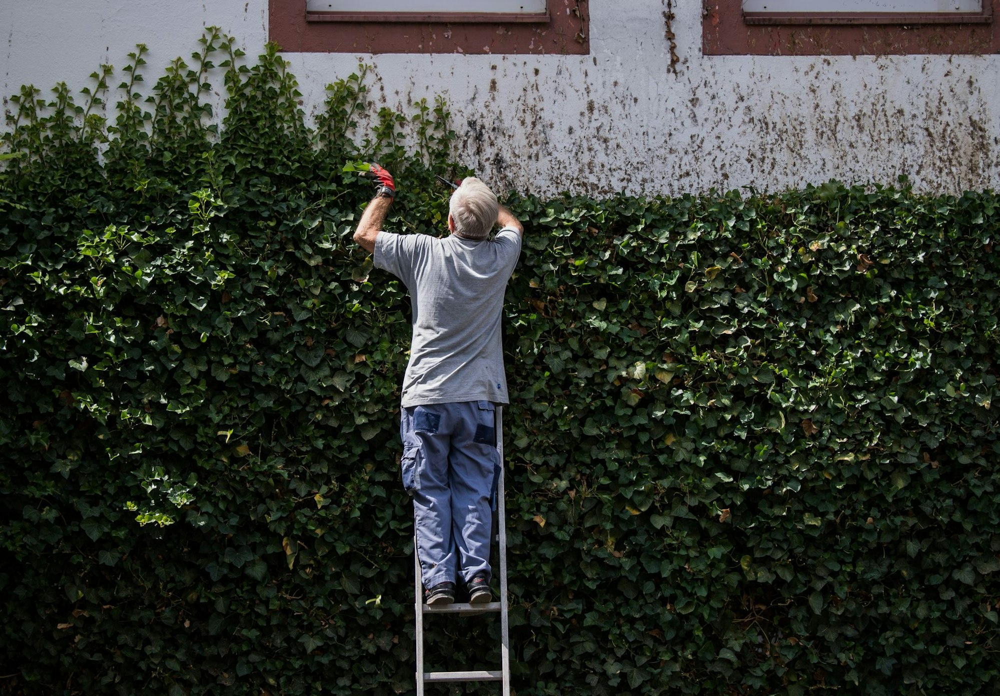 Naturschutz geht vor: Während der Brutzeit dürfen Hecken nicht radikal gestutzt werden.