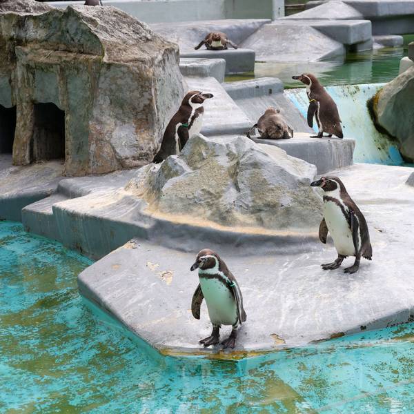 Die Pinguine im Kölner Zoo.