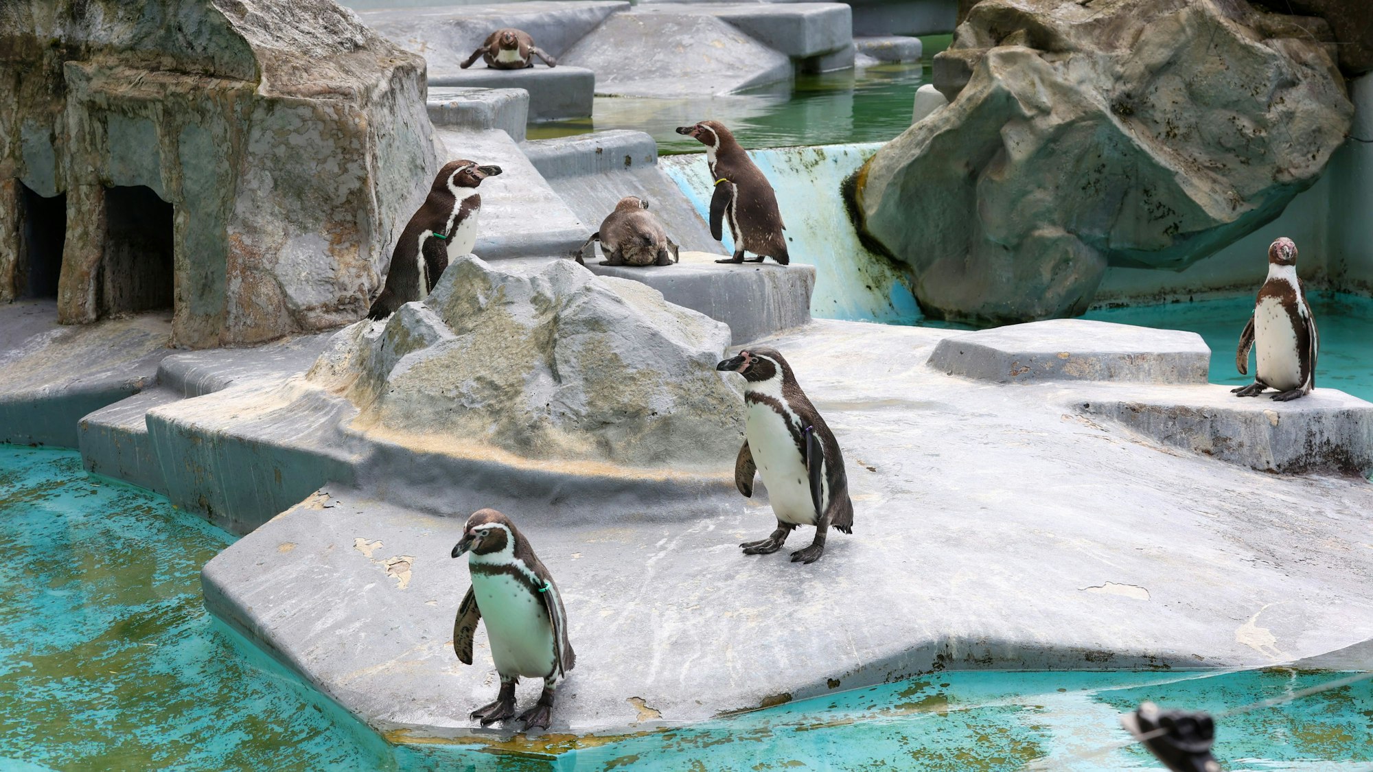 28.05.2025
Köln:
Zum ersten Mal seit 15 Jahren gibt es Pinguin-Nachwuchs im Kölner Zoo.
Foto: Martina Goyert
mgoyert@web.de