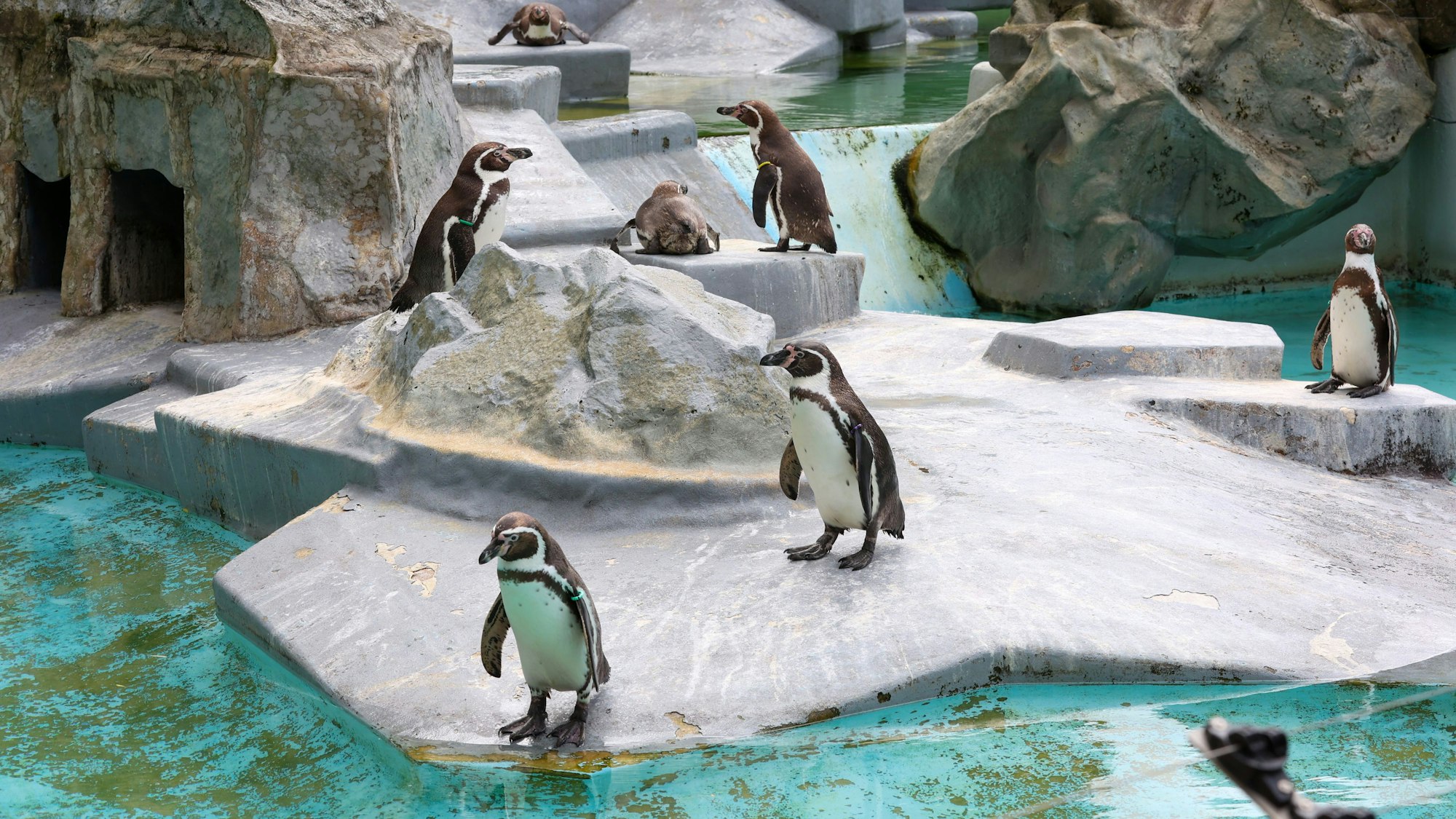 Die Pinguine im Kölner Zoo.
