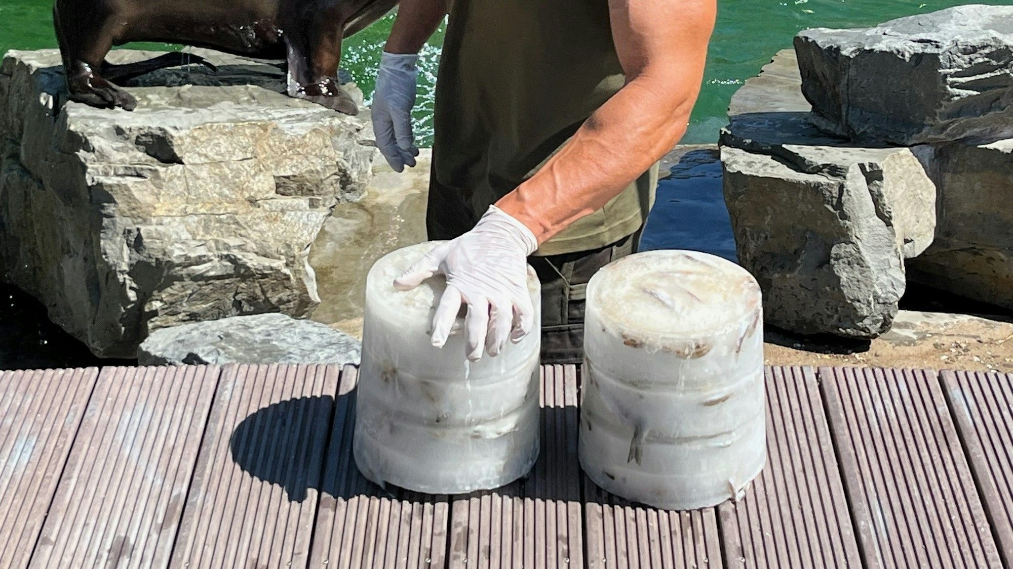 Tierpfleger im Kölner Zoo geben den Seelöwen Eistorten zur Abkühlung.