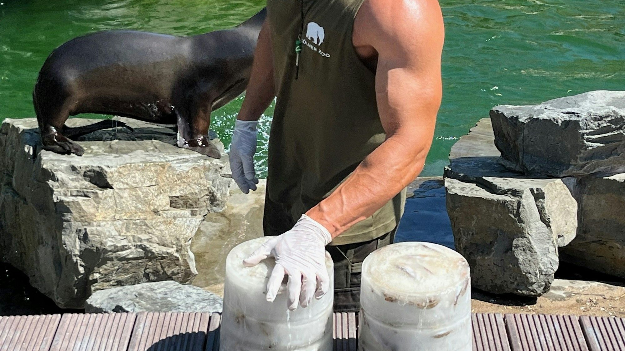 Heute erhalten die Seelöwen auch schon mal eine eiskalte Fischtorte.