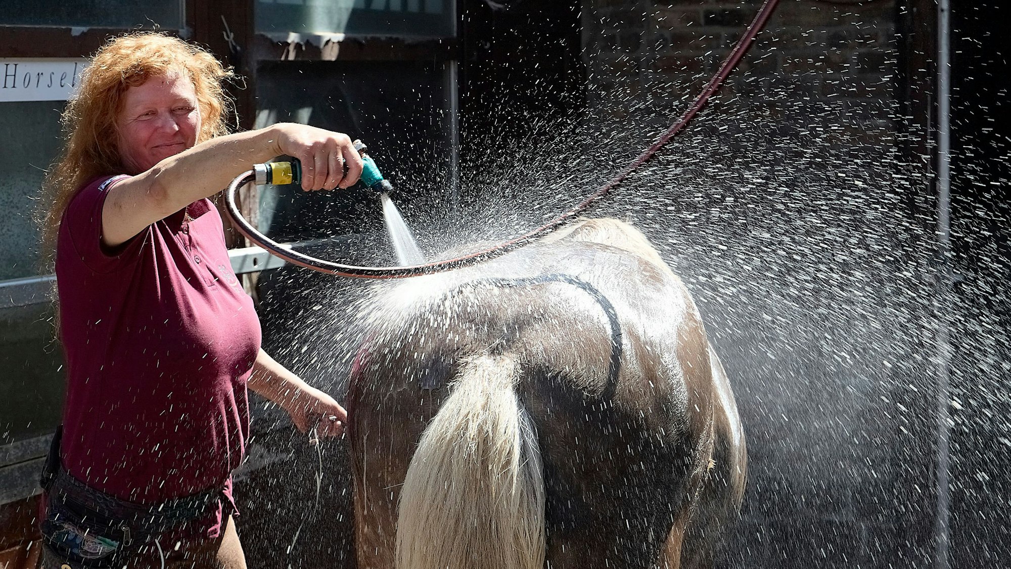 Eine Frau in rotem Poloshirt duscht ein Islandpferd mit einem Gartenschlauch ab.