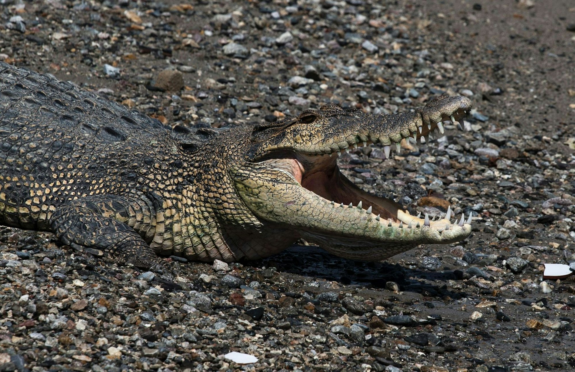 In keinem anderen Land der Erde werden so viele Menschen von Krokodilen angegriffen wie in Indonesien. (Symbolbild)