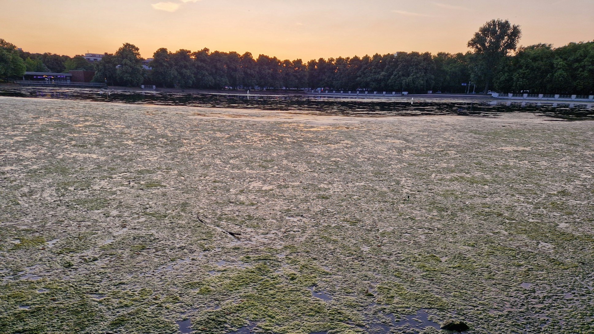 Der mit Algen zugewachsene Aachener Weiher in Köln.
