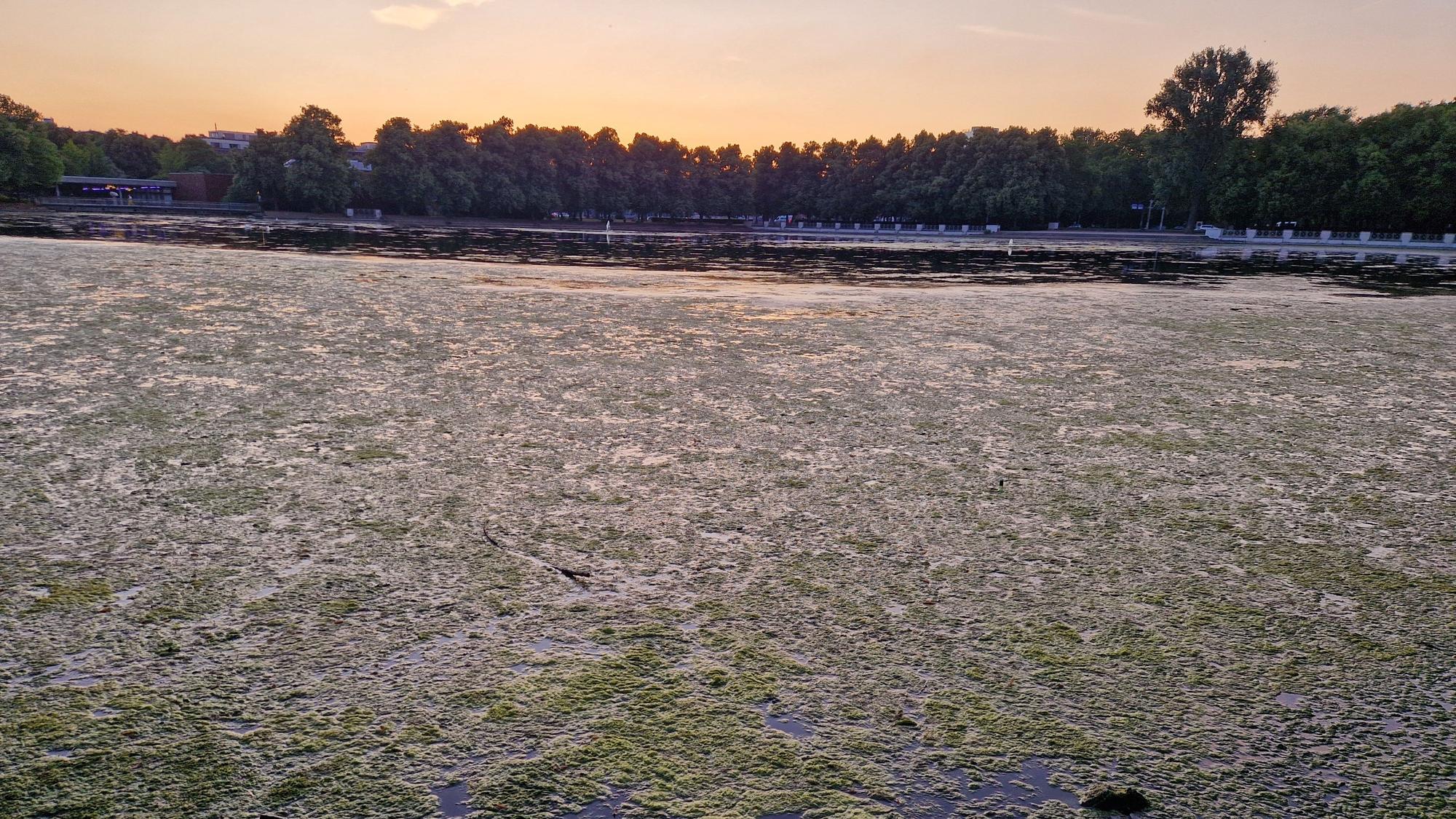 Der mit Algen zugewachsene Aachener Weiher in Köln.