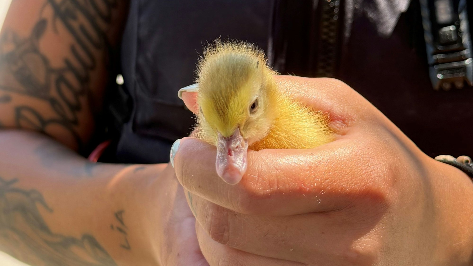 Zu sehen ist das Küken, in den Händen seiner Retterin.