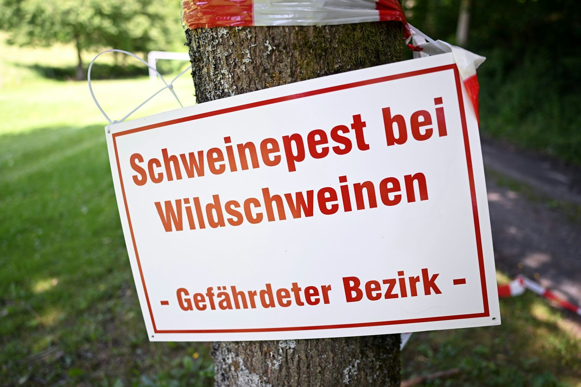 Die infizierte Zone muss bislang nicht ausgeweitet werden (Archivfoto)