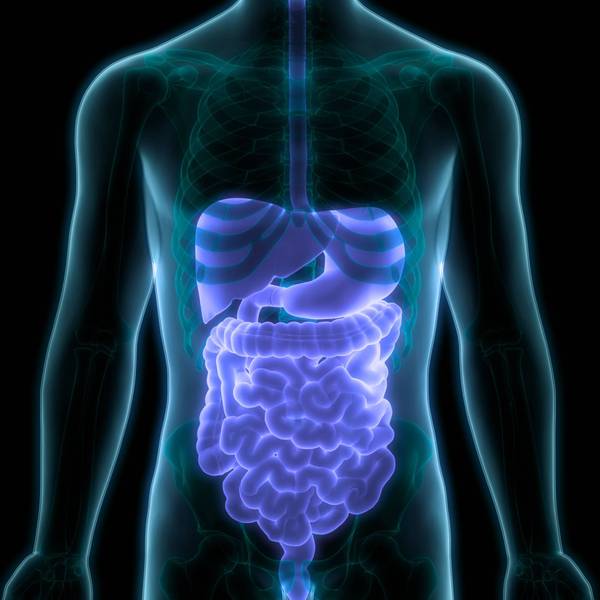 Human Digestive System Anatomy 3D Illustration Concept of Human Digestive System Anatomy Copyright: xZoonar.com/magicminex 22683532