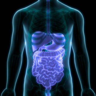 Human Digestive System Anatomy 3D Illustration Concept of Human Digestive System Anatomy Copyright: xZoonar.com/magicminex 22683532