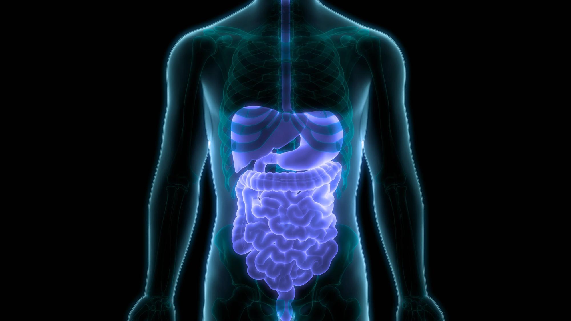 Human Digestive System Anatomy 3D Illustration Concept of Human Digestive System Anatomy Copyright: xZoonar.com/magicminex 22683532