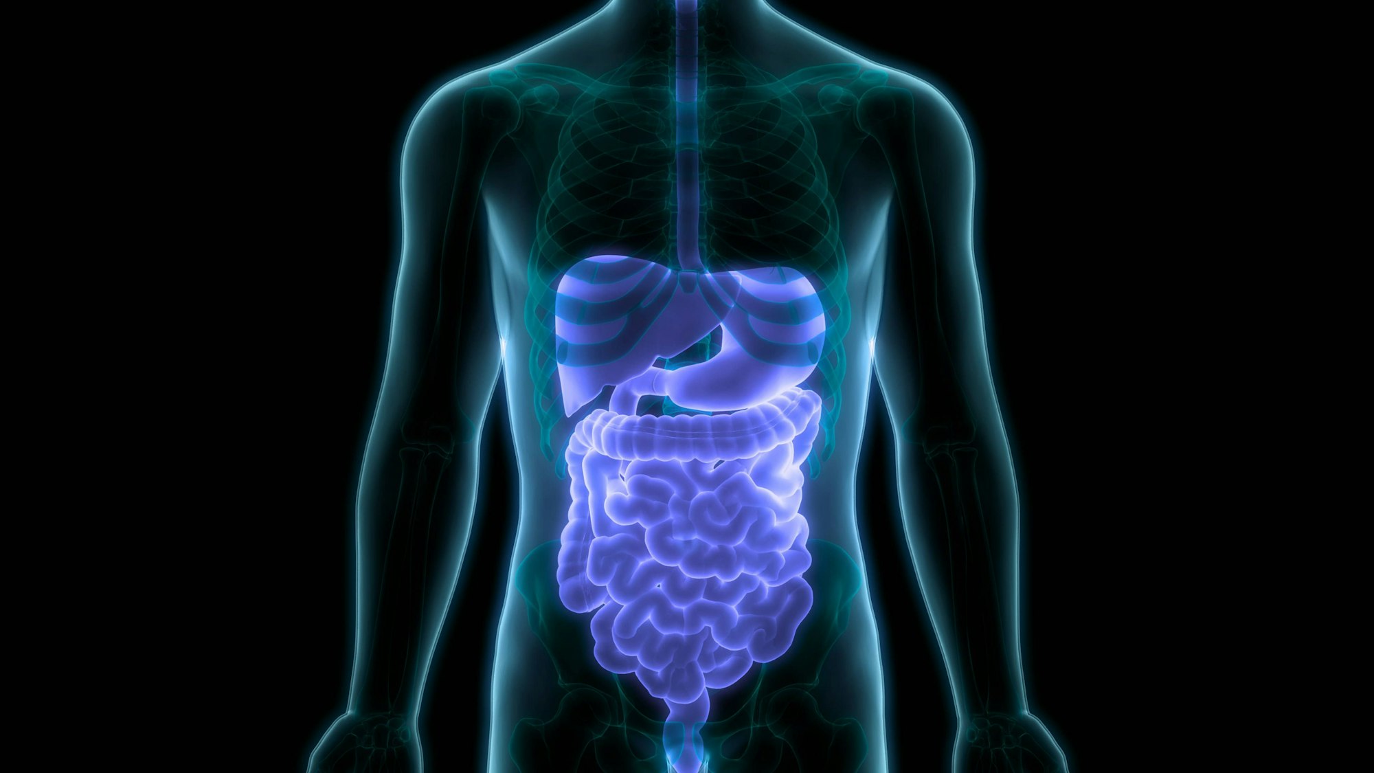 Human Digestive System Anatomy 3D Illustration Concept of Human Digestive System Anatomy Copyright: xZoonar.com/magicminex 22683532