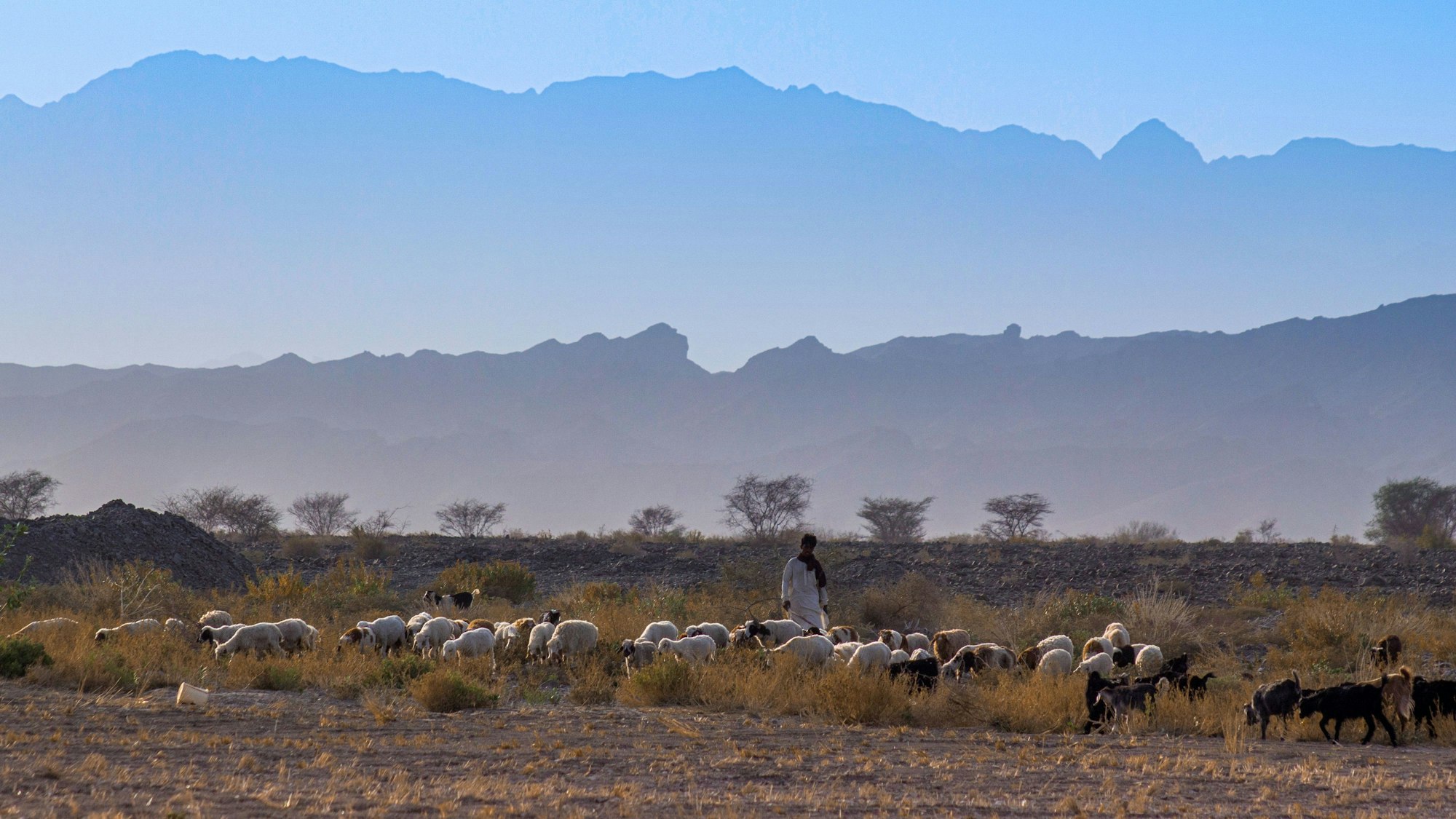 Ein Hirte mit einer Schafherde.
