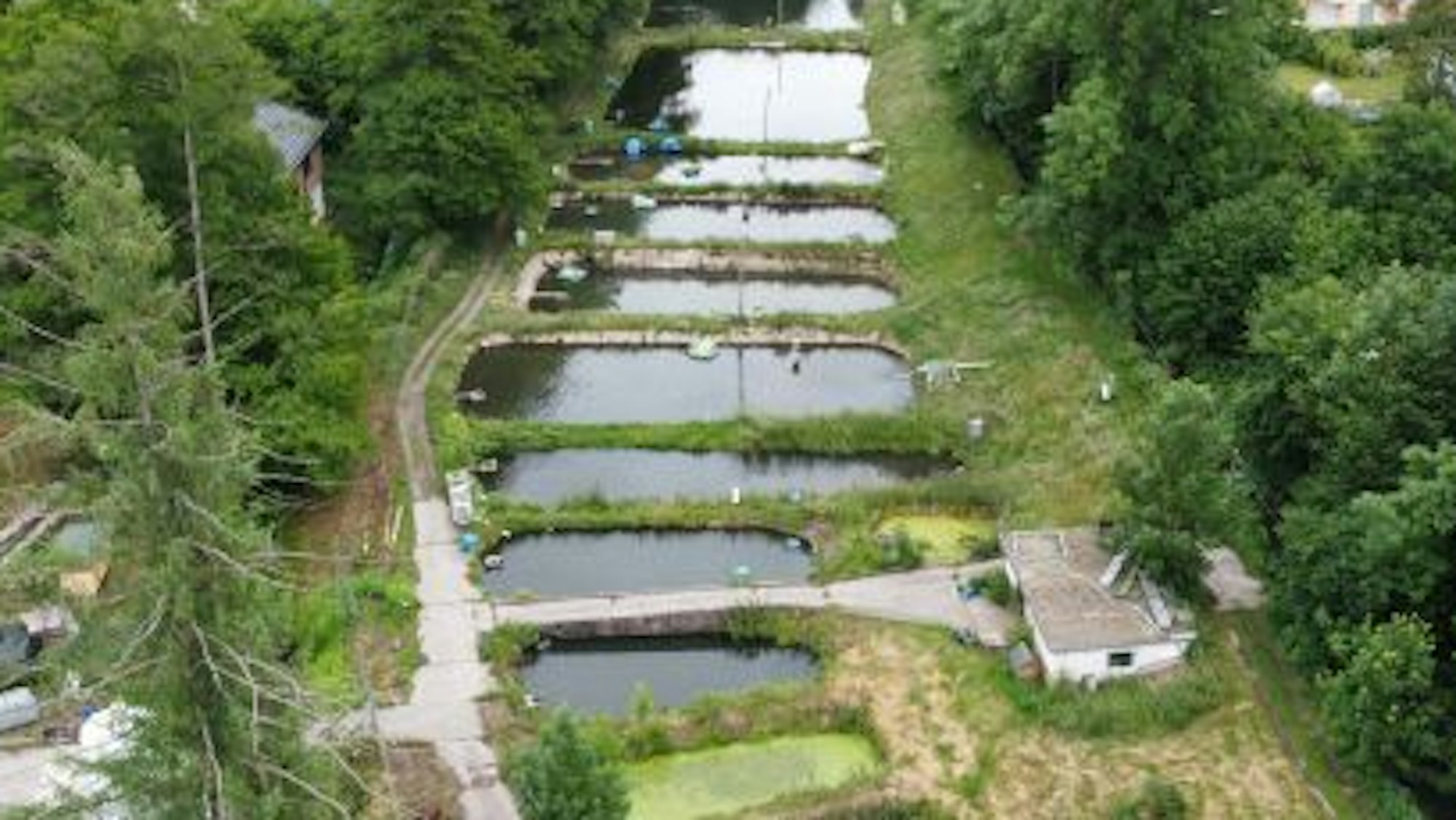 Rund 18 Kilo Lachsforellen fischten die drei Täter aus einem der Lohmarer Teiche, weil es Zuchttiere waren, war es keine Fischwilderei. (Archivbild)