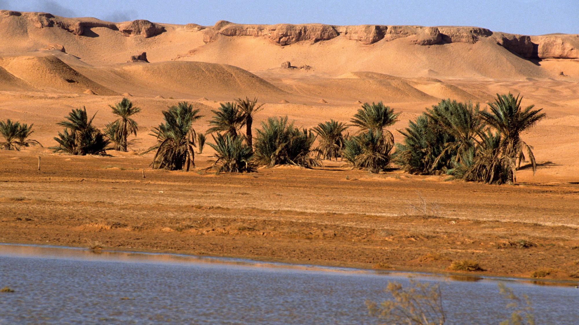 Ouargla ist bekannt für seine Oasen, Dattelpalmen und traditionellen Lehmarchitekturen.