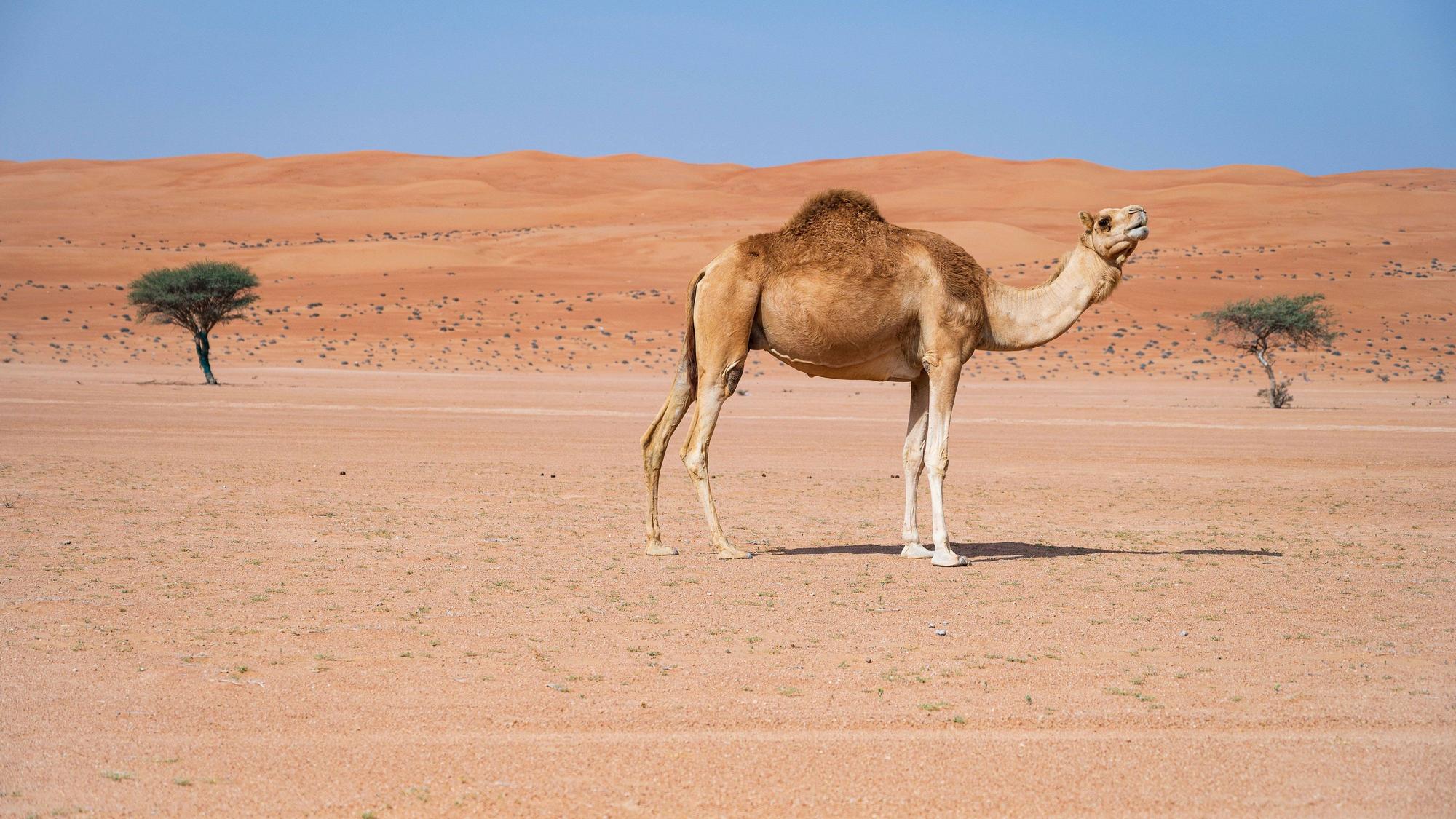 Kamel in der Wüste von Sharqiya Sands im Sultanat Oman.