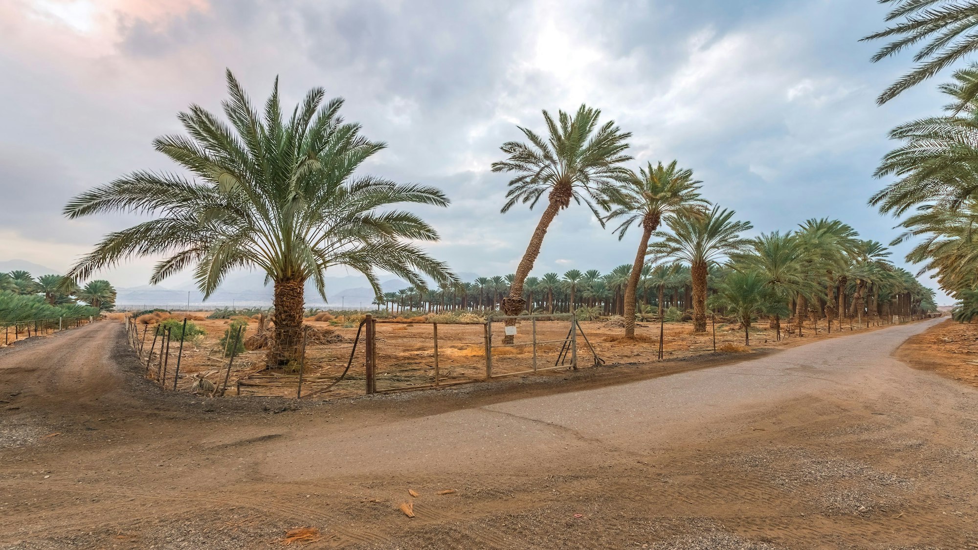 Landstraßen inmitten von Dattelpalmenplantagen.